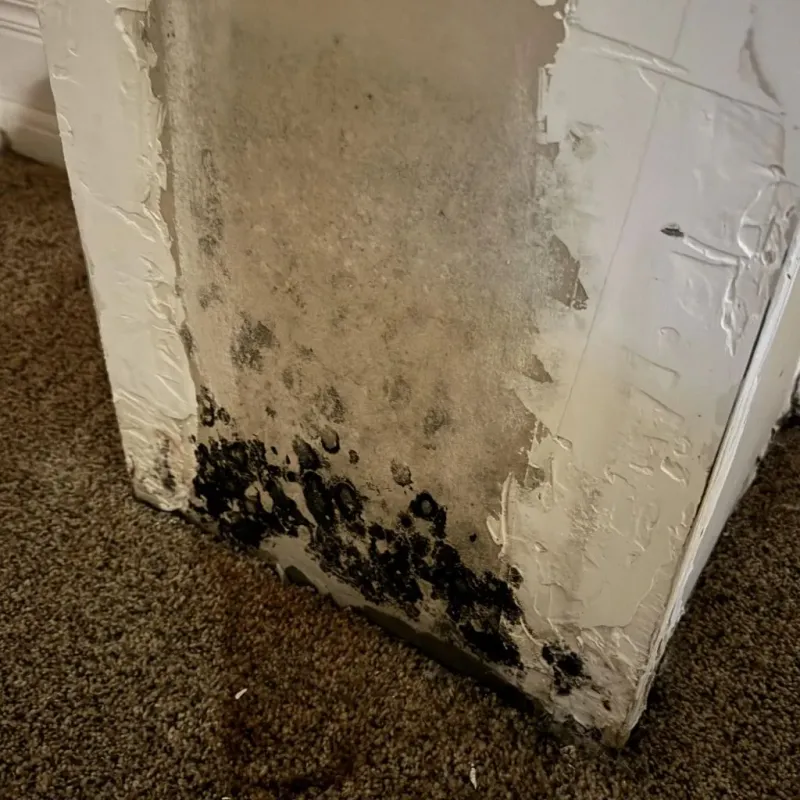 Professional Mold Removal in Fall Creek, WI